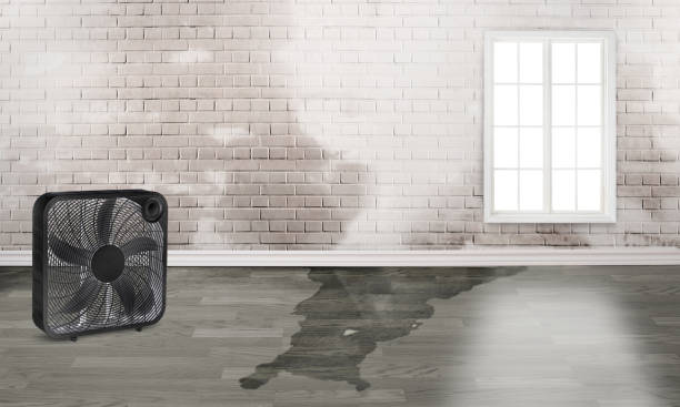 Best Sewage cleanup and water damage restoration  in Lo, HI